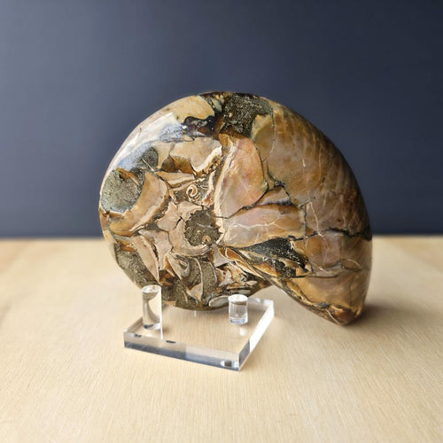 Ammonite Nautilus Opalised Fossil | Infinity Current