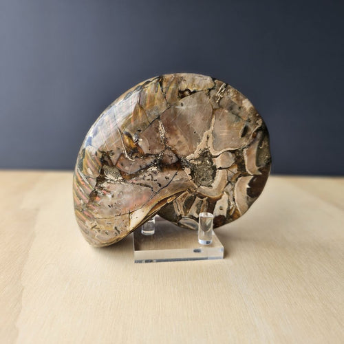 Ammonite Nautilus Opalised Fossil | Infinity Current