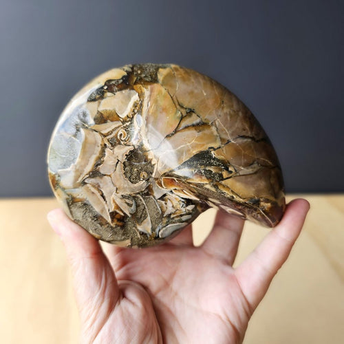 Ammonite Nautilus Opalised Fossil | Infinity Current
