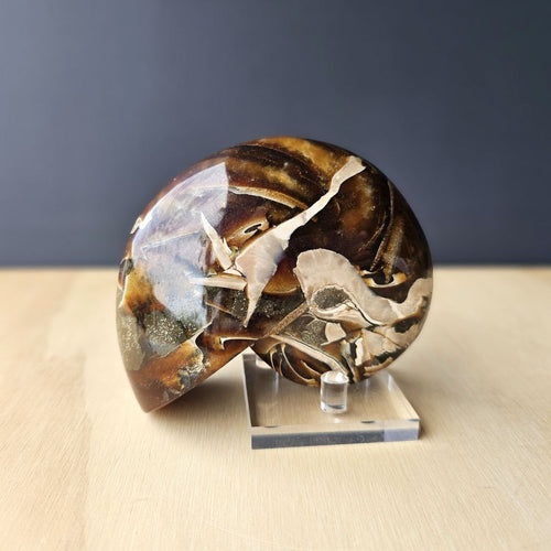 Ammonite Nautilus Opalised Fossil | Sacred Spiral