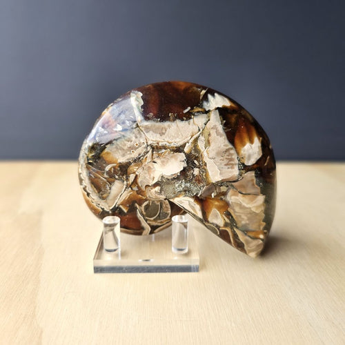 Ammonite Nautilus Opalised Fossil | Sacred Spiral