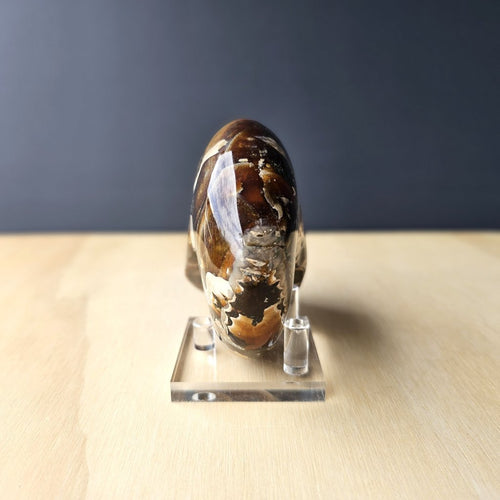 Ammonite Nautilus Opalised Fossil | Sacred Spiral