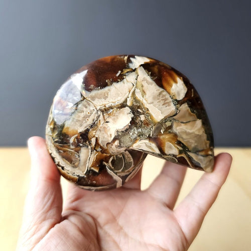 Ammonite Nautilus Opalised Fossil | Sacred Spiral