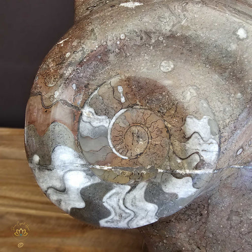 Ammonite On Limestone Sculpture | Ancient Seas 22.6kgs