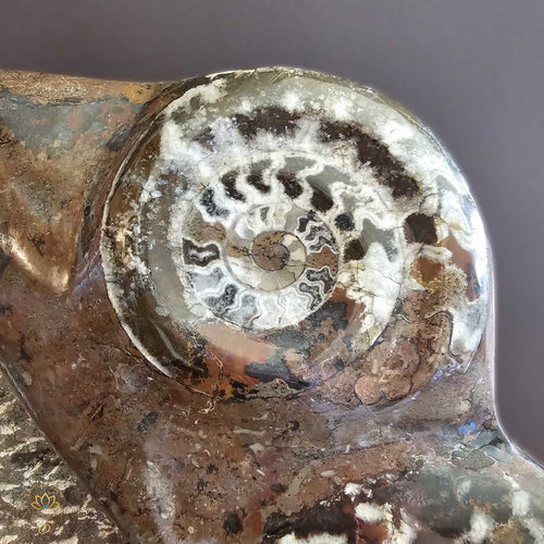 Ammonite On Limestone Sculpture | Eternal Dance 21kgs