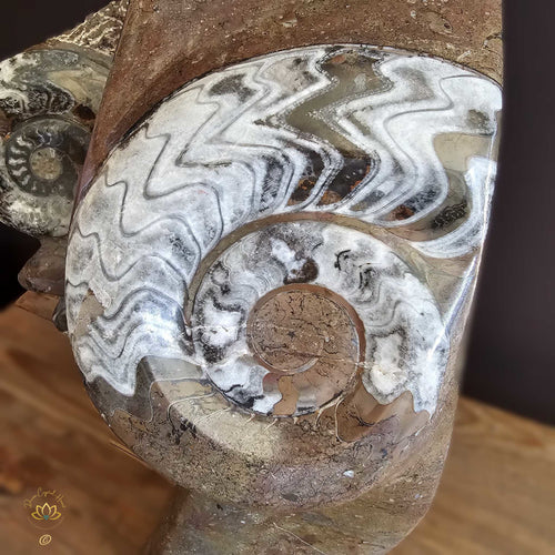 Ammonite On Limestone Sculpture | Times Spiral 19.9kgs
