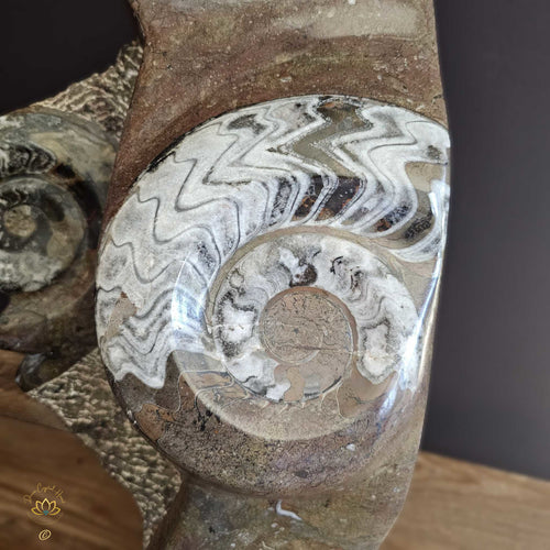 Ammonite On Limestone Sculpture | Times Spiral 19.9kgs