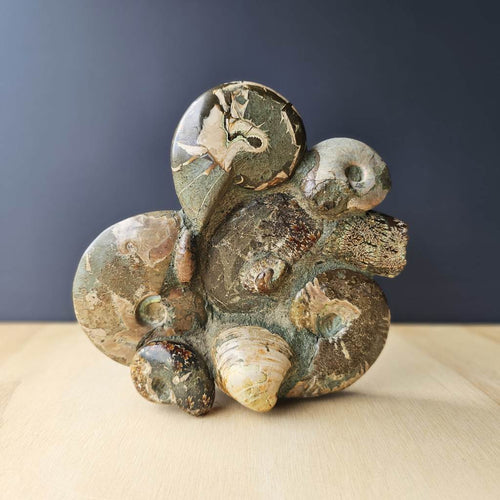 Ammonite, Nautilus & Clam Fossil Cluster| Geological Symphony Sculpture