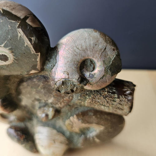 Ammonite, Nautilus & Clam Fossil Cluster| Geological Symphony Sculpture