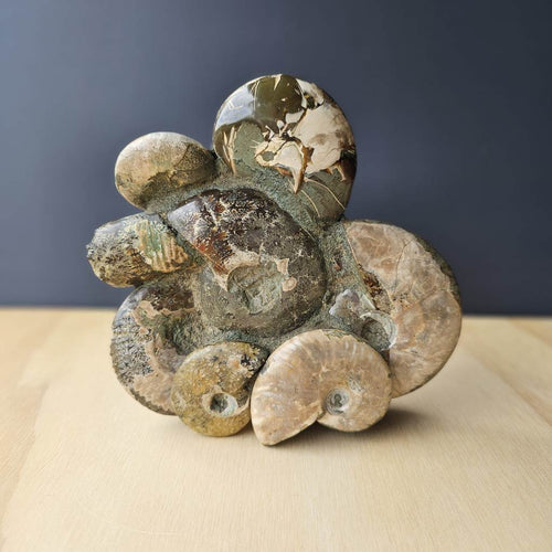 Ammonite, Nautilus & Clam Fossil Cluster| Geological Symphony Sculpture