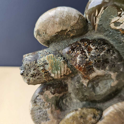 Ammonite, Nautilus & Clam Fossil Cluster| Geological Symphony Sculpture