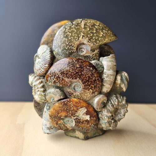 Ammonite, Nautilus & Clam Fossil Cluster| Geometric Genesis Sculpture