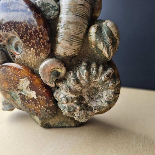Ammonite, Nautilus & Clam Fossil Cluster| Geometric Genesis Sculpture