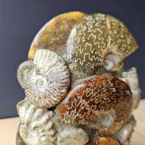 Ammonite, Nautilus & Clam Fossil Cluster| Geometric Genesis Sculpture