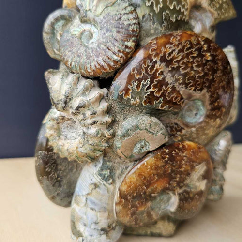 Ammonite, Nautilus & Clam Fossil Cluster| Geometric Genesis Sculpture