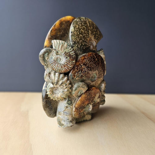 Ammonite, Nautilus & Clam Fossil Cluster| Geometric Genesis Sculpture