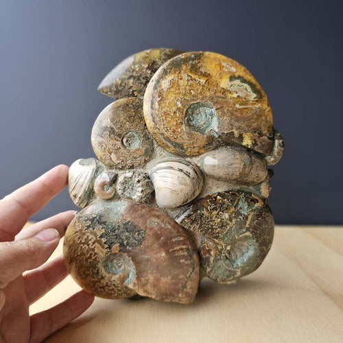 Ammonite, Nautilus & Clam Fossil Cluster| Geometric Genesis Sculpture