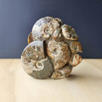 Ammonite, Nautilus & Clam Fossil Cluster| Timeless Synthesis Sculpture