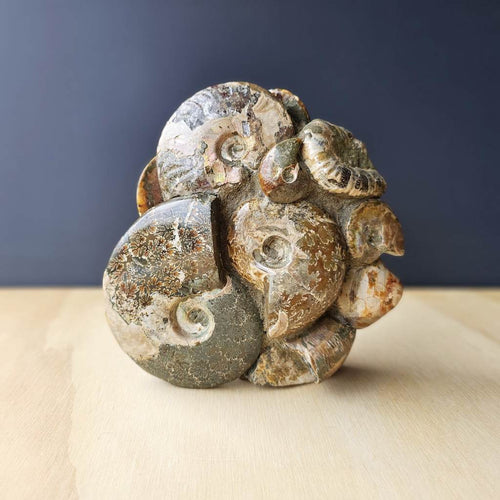 Ammonite, Nautilus & Clam Fossil Cluster| Timeless Synthesis Sculpture