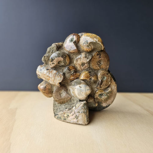Ammonite, Nautilus & Clam Fossil Cluster| Timeless Synthesis Sculpture
