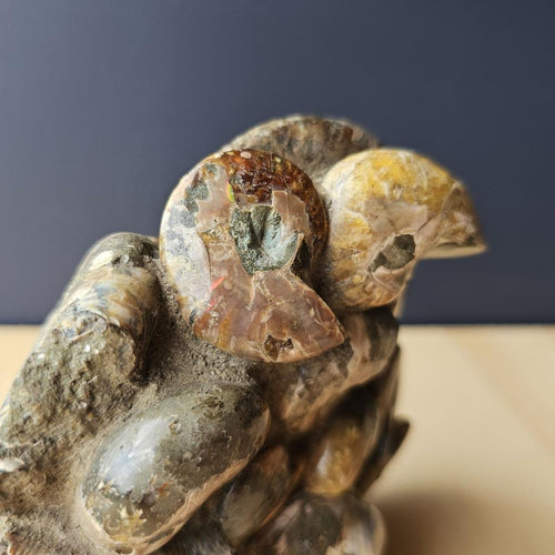 Ammonite, Nautilus & Clam Fossil Cluster| Timeless Synthesis Sculpture