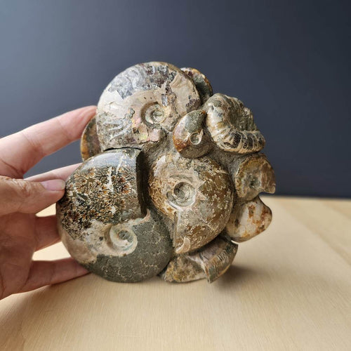 Ammonite, Nautilus & Clam Fossil Cluster| Timeless Synthesis Sculpture