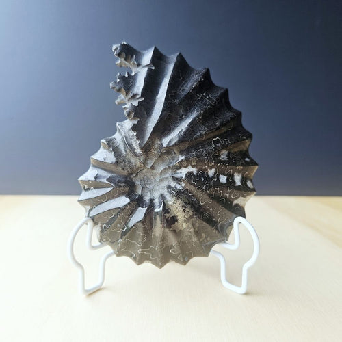 Black Ammonite Fossil | Ancient Formation