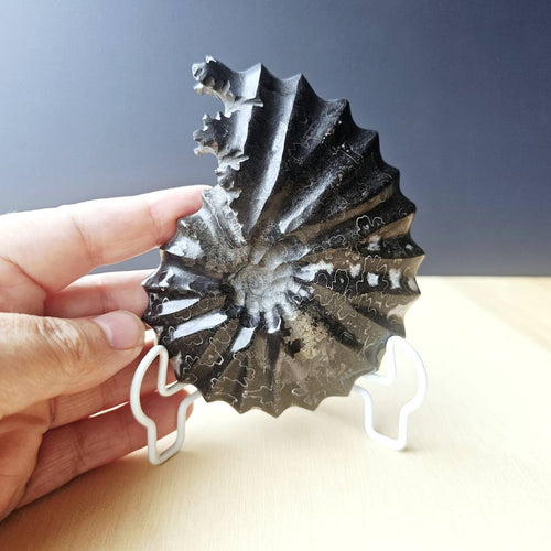 Black Ammonite Fossil | Ancient Formation