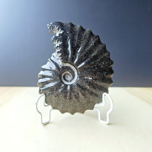 Black Ammonite Fossil | Ancient Spiral
