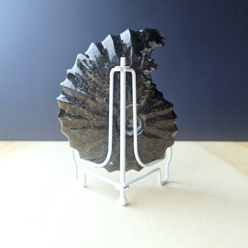 Black Ammonite Fossil | Ancient Spiral