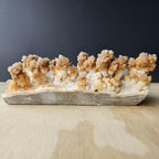 Calcite Stalactite Specimen | Forest Of Calcite Trees