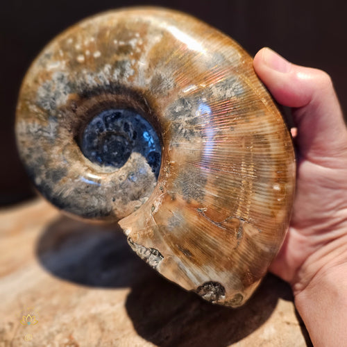 Clymeniida Ammonite  | Fossil 2.2kgs