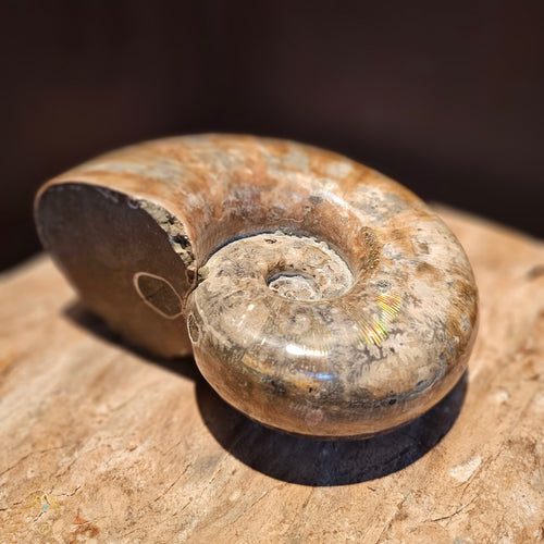 Clymeniida Ammonite  | Fossil 2.2kgs