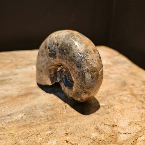 Clymeniida Ammonite  | Fossil 293gms