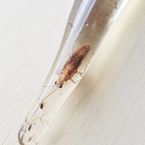 Copal Amber Specimen | Eternal Preservation