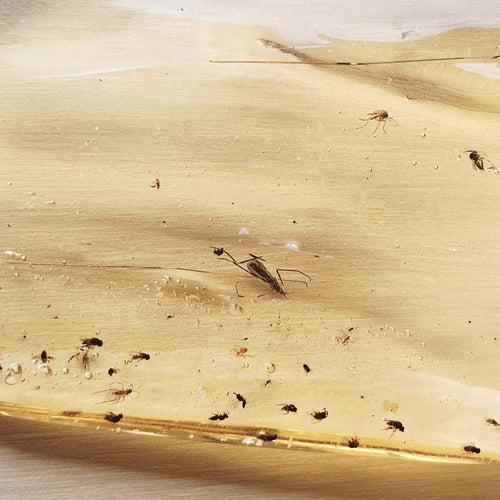 Copal Amber Specimen | Golden Epoch