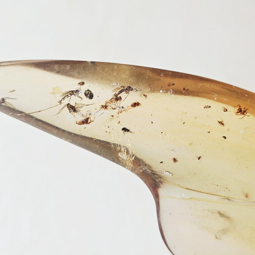 Copal Amber Specimen | Golden Light