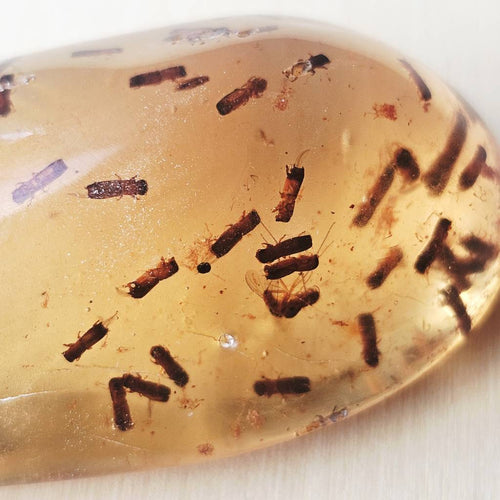 Copal Amber Specimen | Insectum Vitae