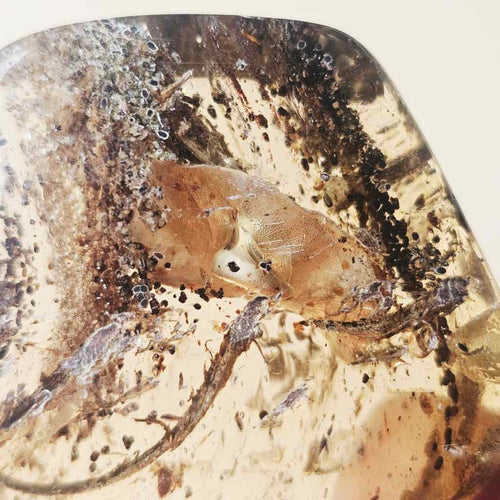 Copal Amber Specimen | Resin Archive