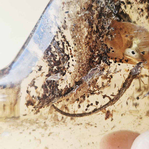 Copal Amber Specimen | Resin Archive