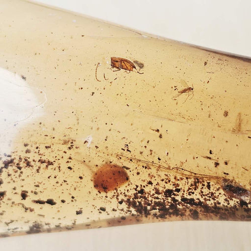 Copal Amber Specimen | Time Capsule