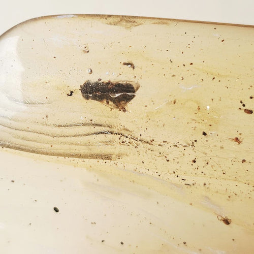 Copal Amber Specimen | Time Capsule