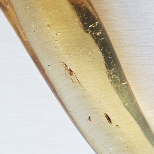 Copal Amber Specimen | Wand Of Light
