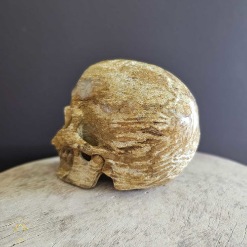 Coral Fossil Skull | Keeper Of Ancient Wisdom