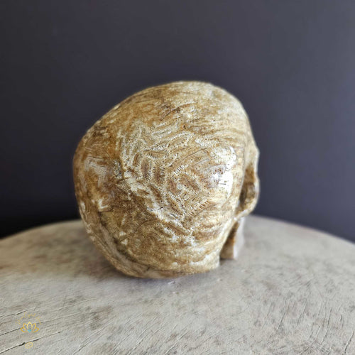 Coral Fossil Skull | Keeper Of Ancient Wisdom