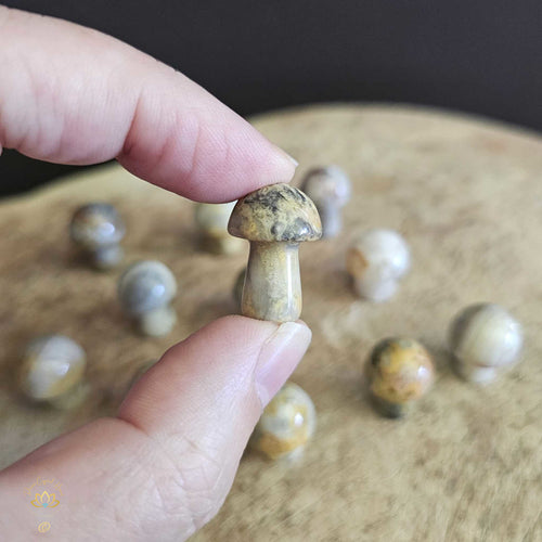 Crazy Lace Agate Mini Mushrooms