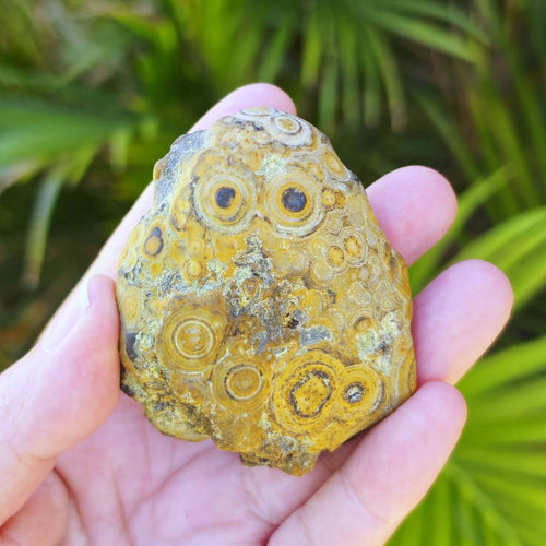 Gobi Desert Agate Large | Many Faces