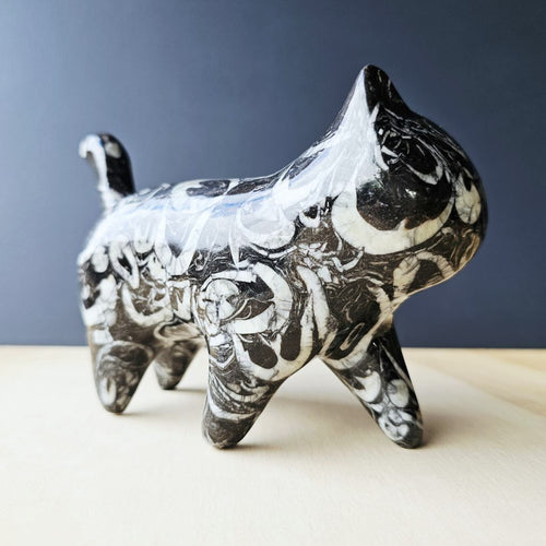 Guangxi Fossil Cat | Ancient Sea Companion