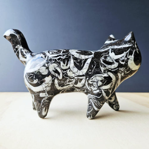 Guangxi Fossil Cat | Ancient Sea Companion