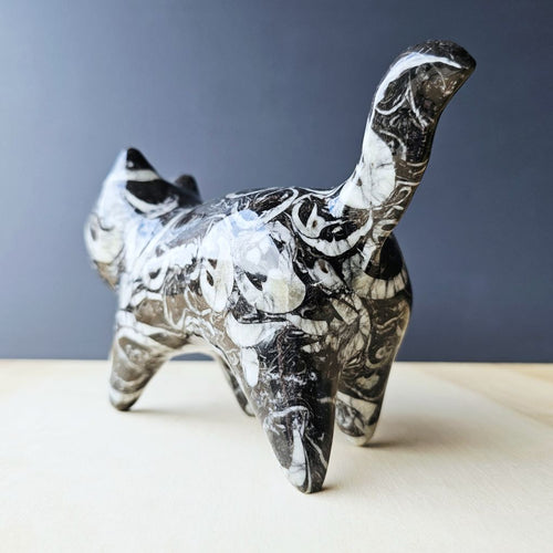 Guangxi Fossil Cat | Ancient Sea Companion